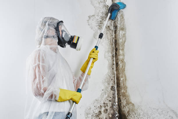 Best Basement Mold Remediation in Matteson, IL