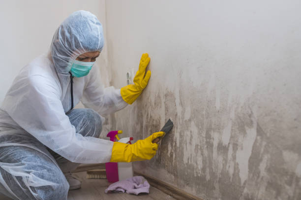 Best Insurance-Related Mold Remediation in Matteson, IL