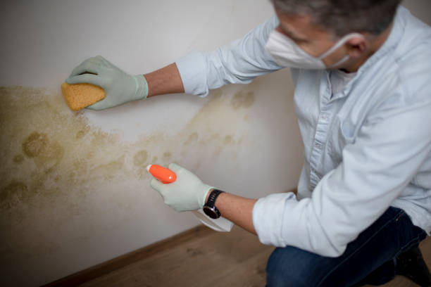 Best Attic Mold Remediation in Matteson, IL