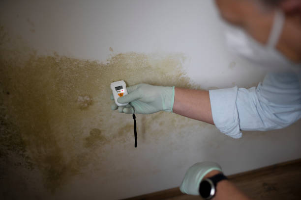 Best Black Mold Remediation in Matteson, IL