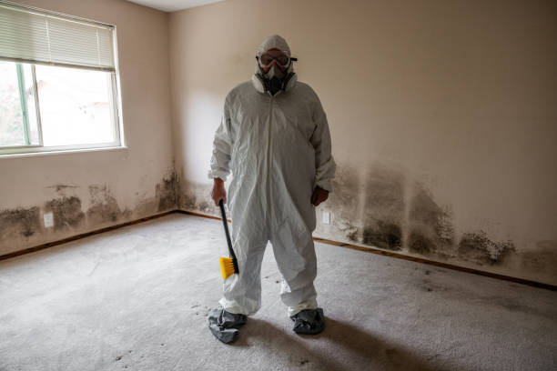 Best Residential Mold Remediation in Matteson, IL