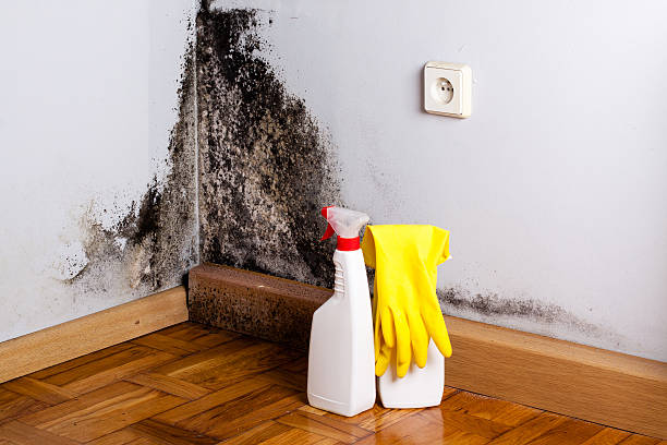 Best Industrial Mold Remediation in Matteson, IL